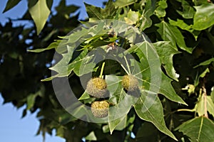 Close-up of the fruits and leaves of a specimen of Platanus Ãâ acerifolia photo